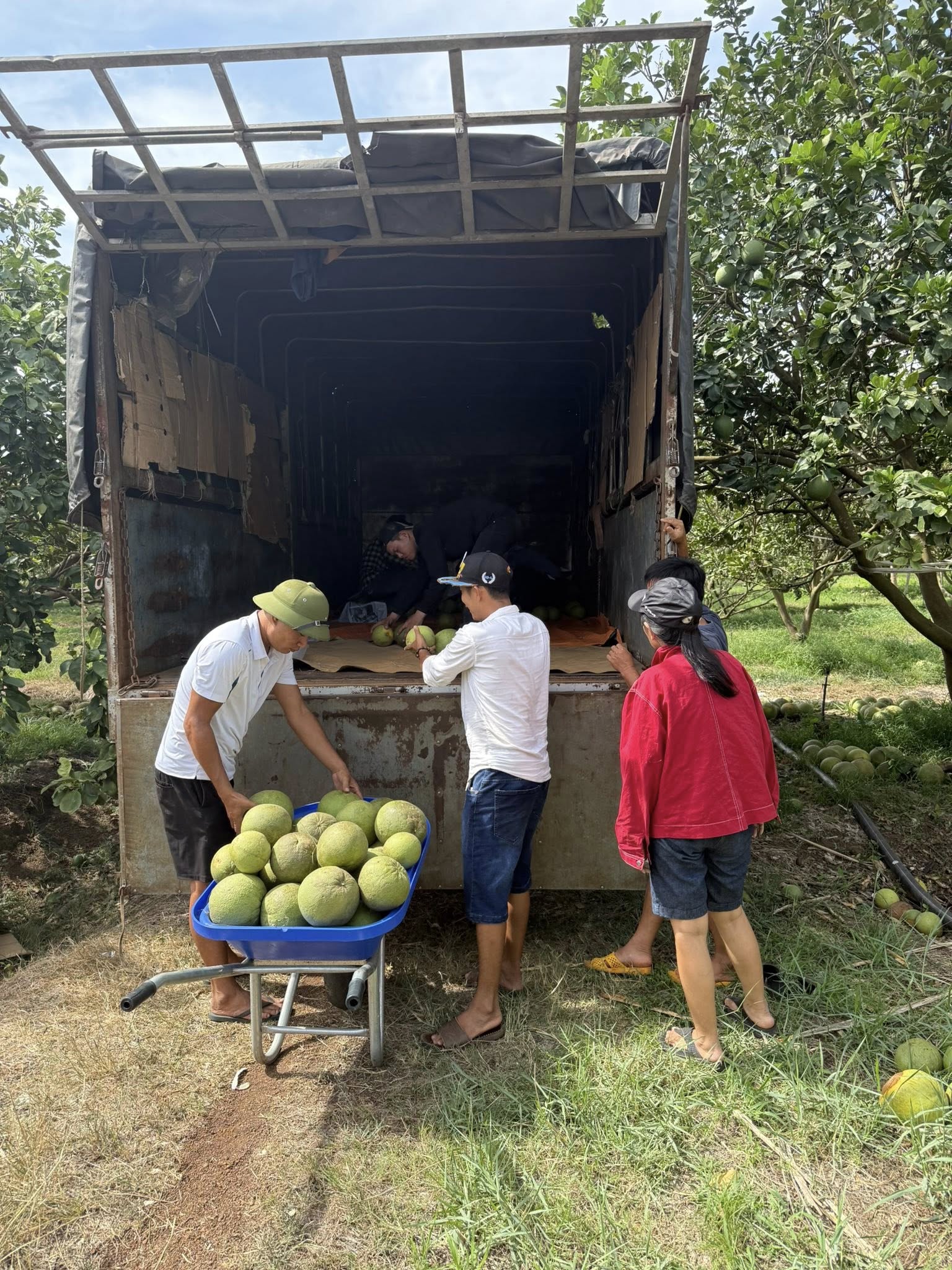 South Korea officially licenses the import of Vietnamese pomelo