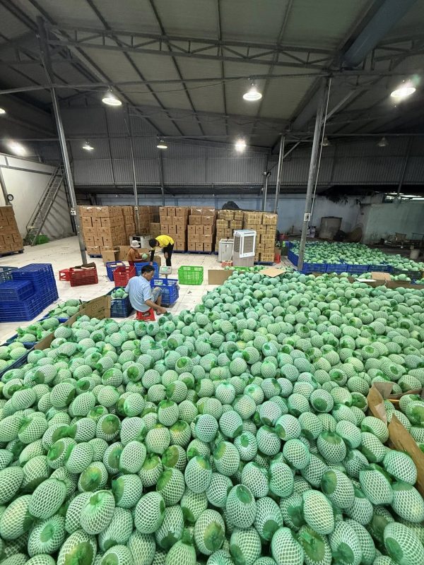 Green skin pomelo