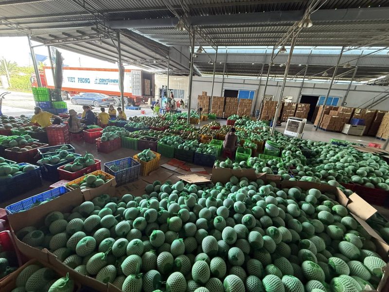Song Nam Green Pomelo packing house