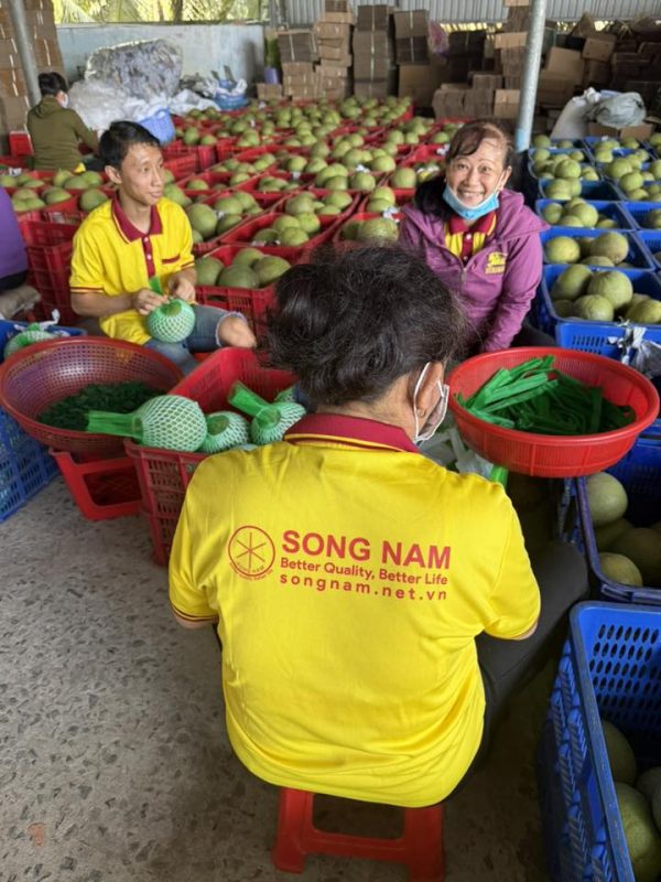 Song Nam Green Pomelo packing house