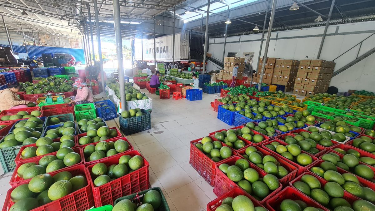 Green skinned pomelo