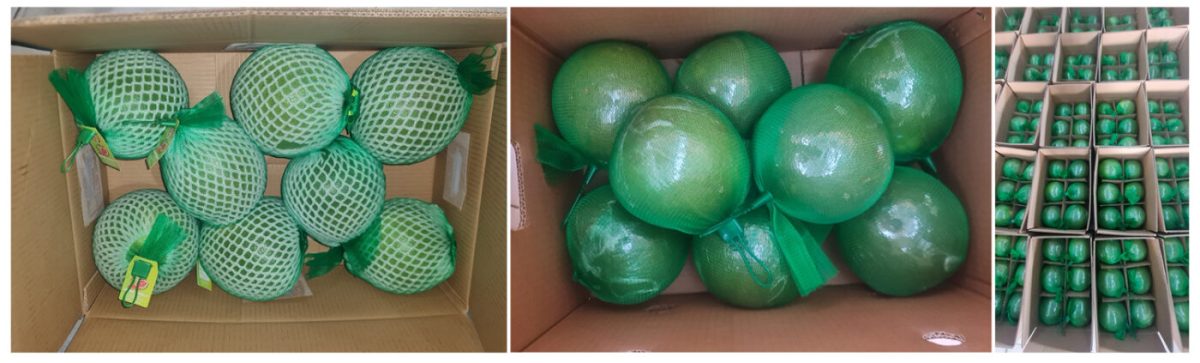 Pomelo type 1