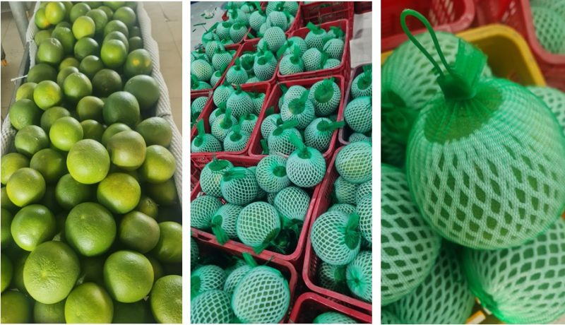 Vietnamese Green Pomelo for American market