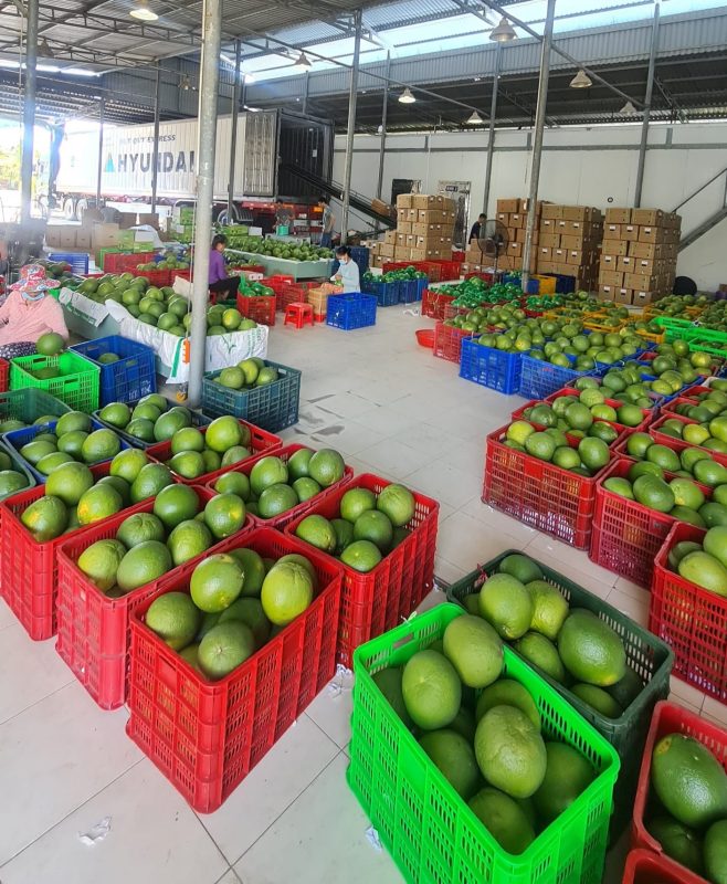 pomelo pomelo