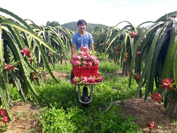 song nam dragon fruit