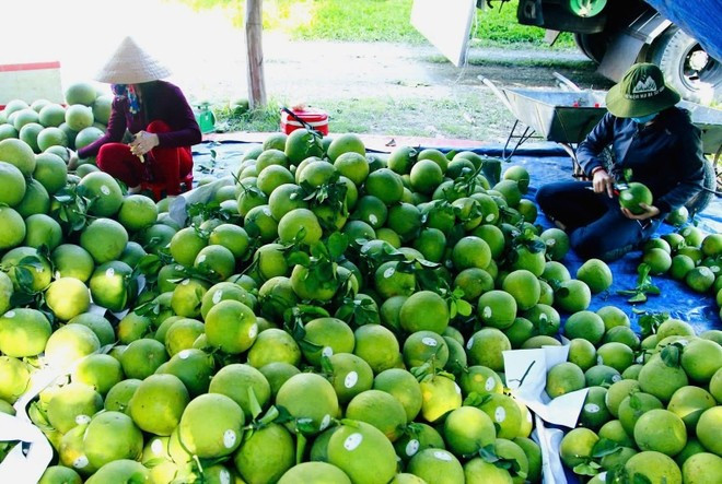 Australia has completed its risk assessment of the entire process of production, harvesting, post-harvest treatment, and transport of pomelo from all commercial growing regions in Vietnam.