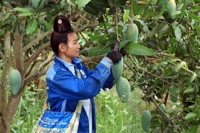 A farmer in the northern province of Sơn La's Thuận Châu District harvests mango. Việt Nam has witnessed record growth in the export of many farm products to China. — VNA/VNS